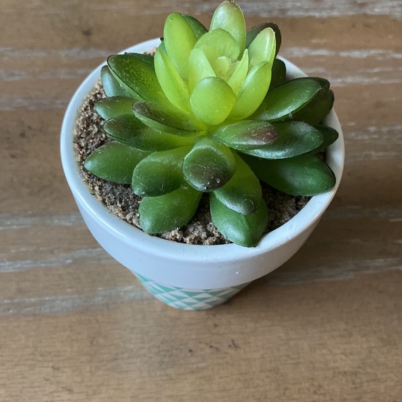 Fake Green Succulent Plant - Picture 3 of 5